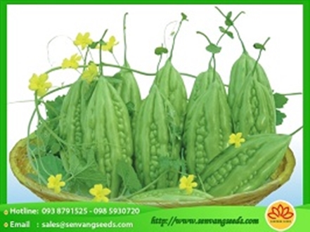 Hạt Giống Khổ Qua F1 SV 749 (trái nhỏ) - 1Gr