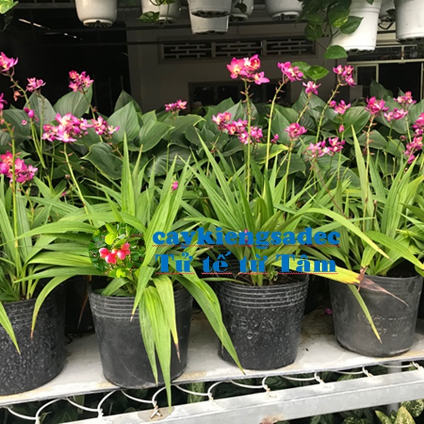 caykiengsadec - Cay địa lan hoa tím đang trổ bông - hoa kiểng lá - trang trí nội thất cảnh quan sân vườn ngoài trời