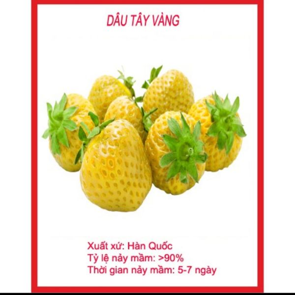 Hạt Giống Dâu Tây Vàng Gói 50 Hạt