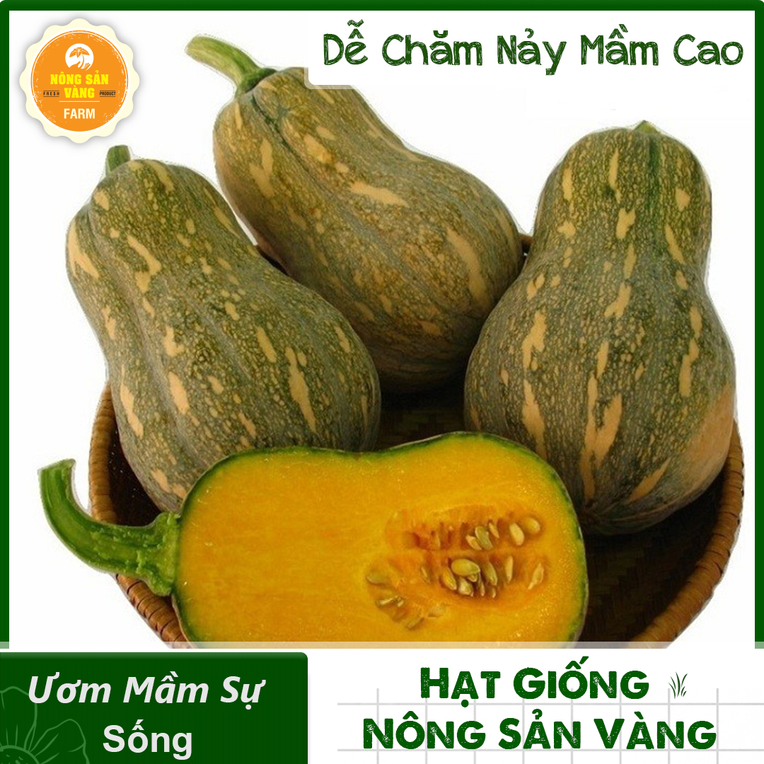 Hạt giống Bí Rợ Hồ Lô (Bí Đỏ) Đẹp Mắt Cho Sai Quả, Hạt Nảy Mầm Tốt, Thích Hợp Với Khí Hậu Việt Nam (Gói 10 Hạt) - Nông Sản Vàng