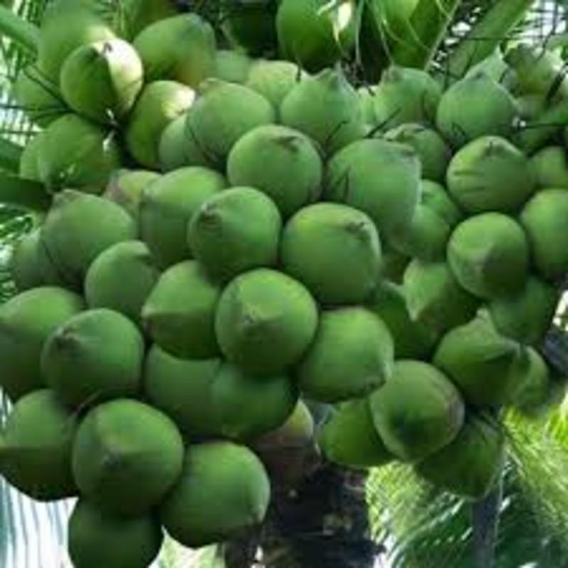 Dừa xiêm dừa sáp trồng ở đâu có trồng được ở miền Bắc