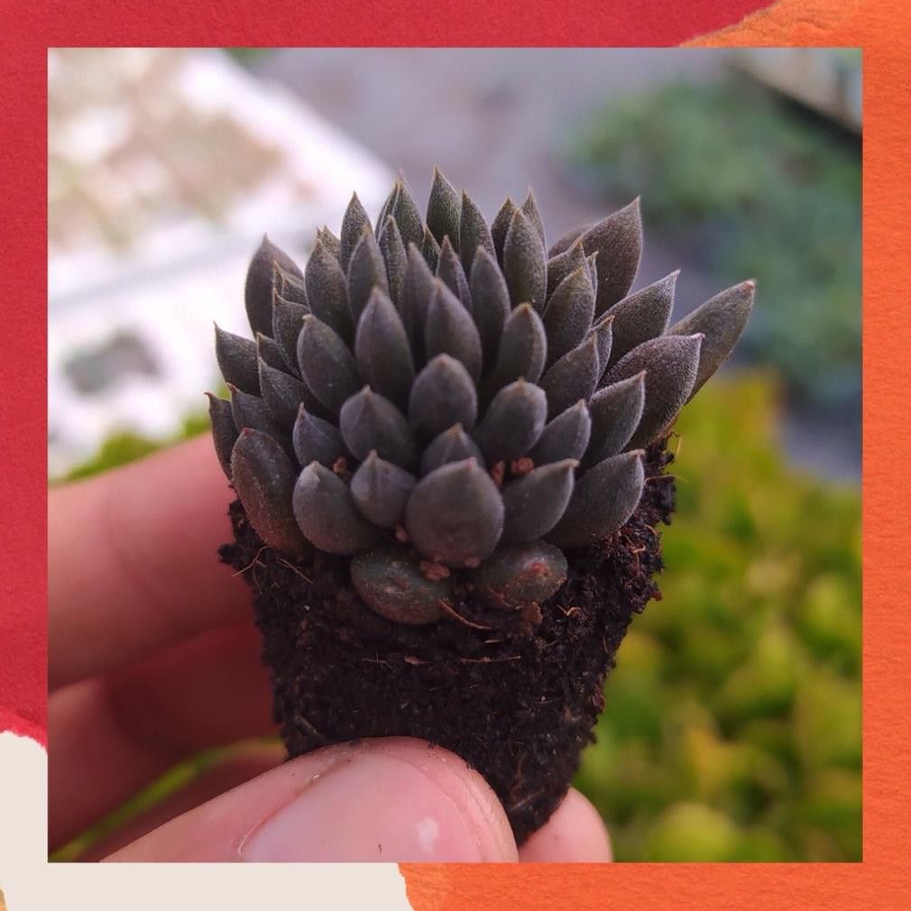 Sen đá nhím đen size mini siêu cute