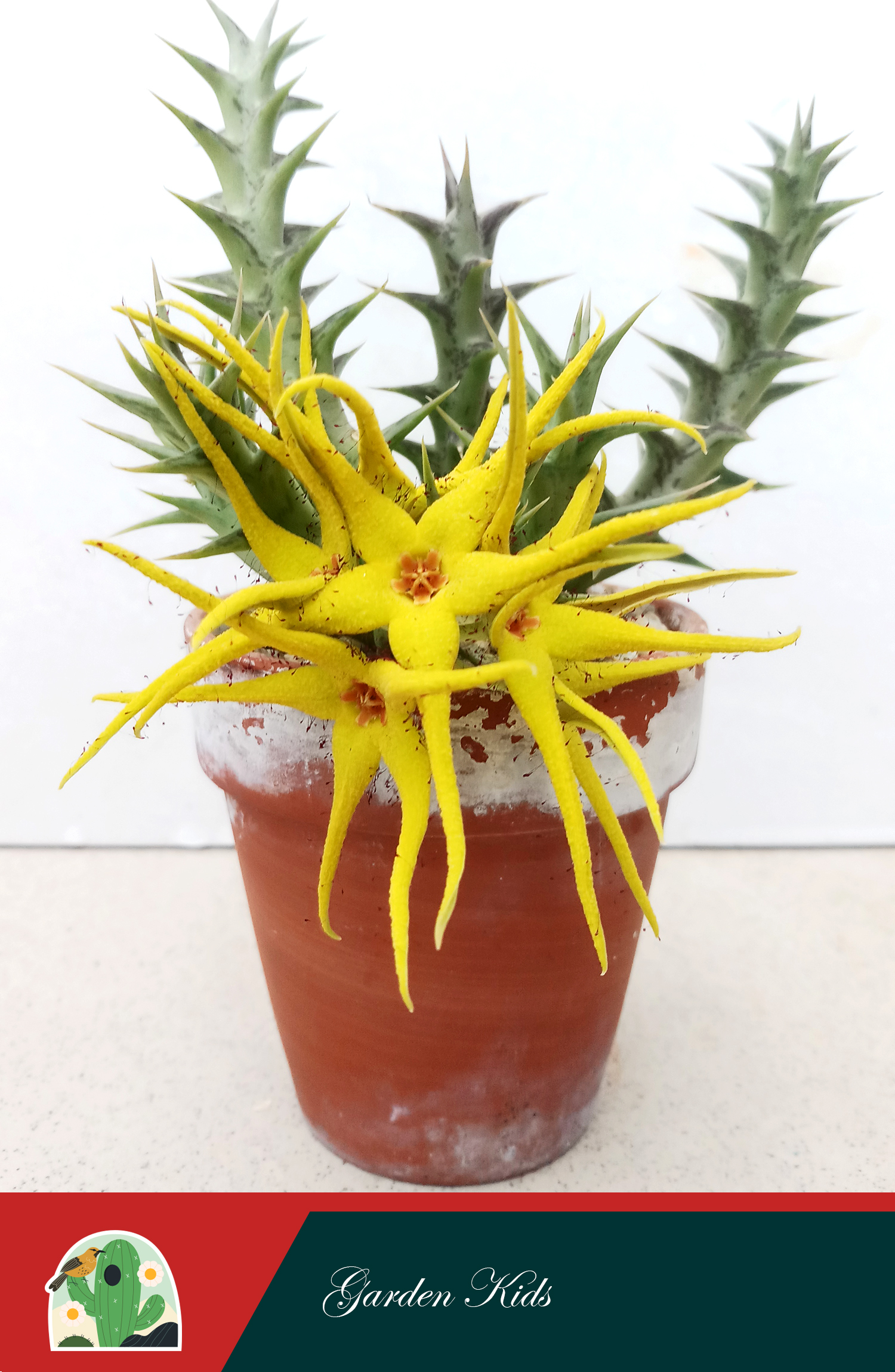 Xương rồng sao biển hoa vàng  (Obera Caudata)