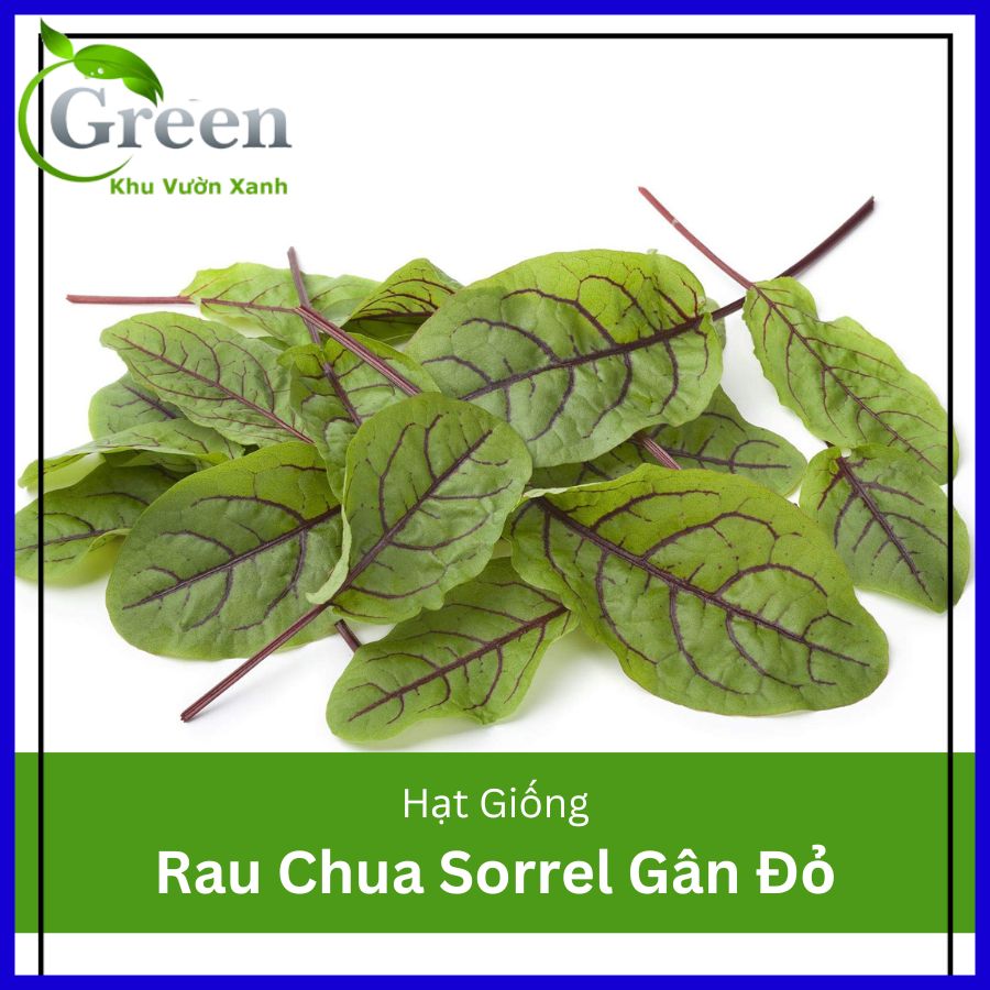 Hạt giống rau chua sorrel red vein gân đỏ