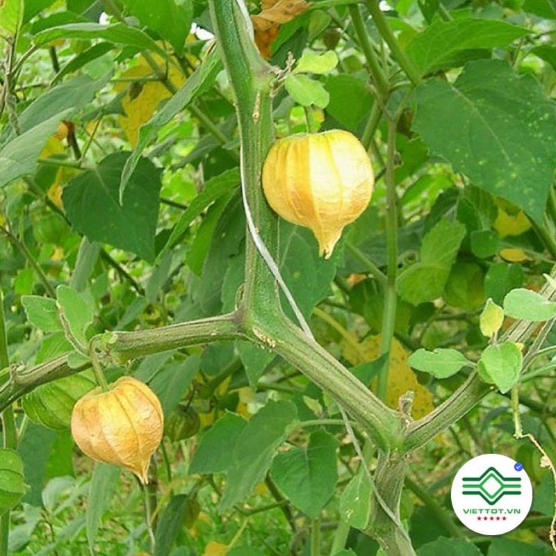 Cây tầm bóp khô 1kg 683sp