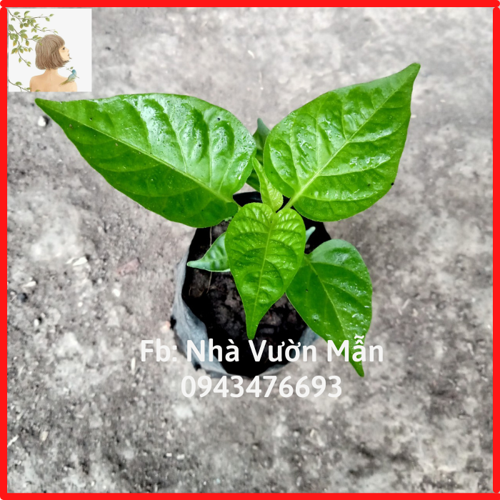 Cây Ớt Chiltepin Siêu Cay