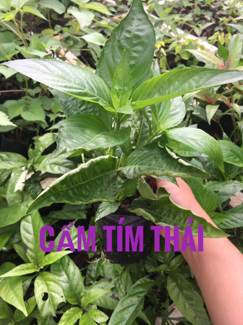 Cây cẩm tím Thái  Lá cẩm dùng làm màu thực phẩm an toàn,