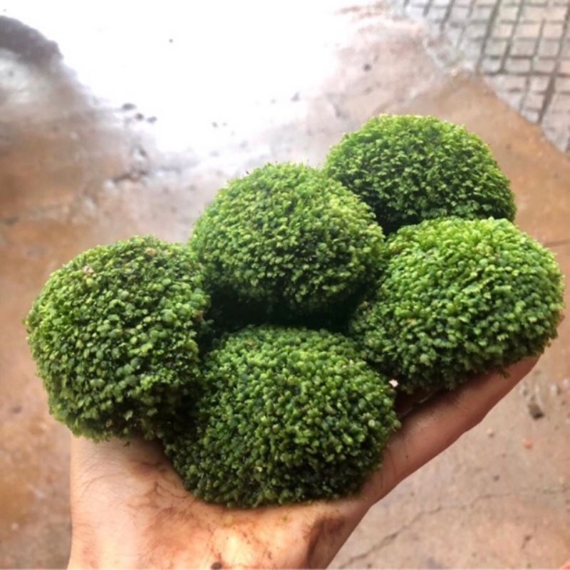 Đá rêu minifiss - trang trí hồ tiểu cảnh