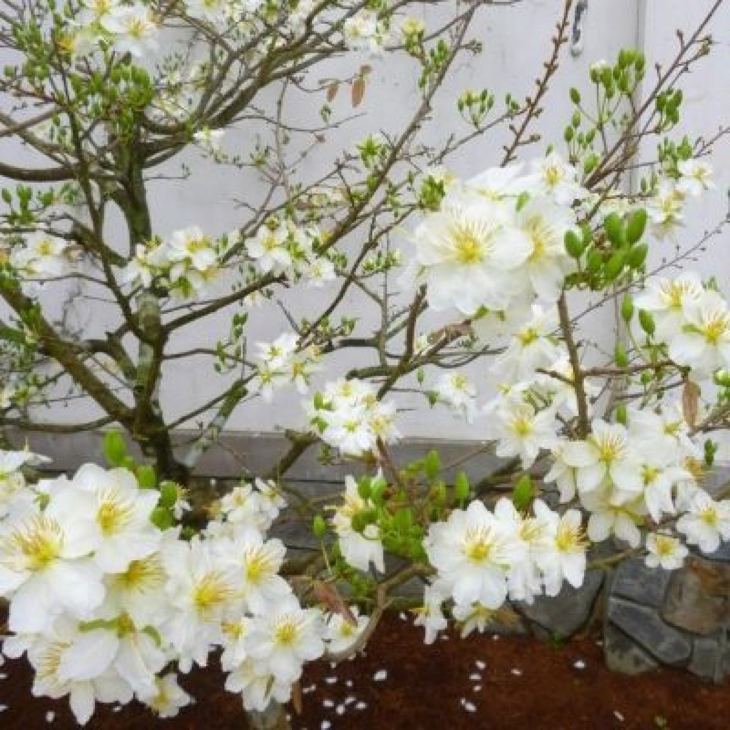 MA448 Hạt giống Cây hoa mai trắng (Bạch mai) 5 hạt siêu hoa