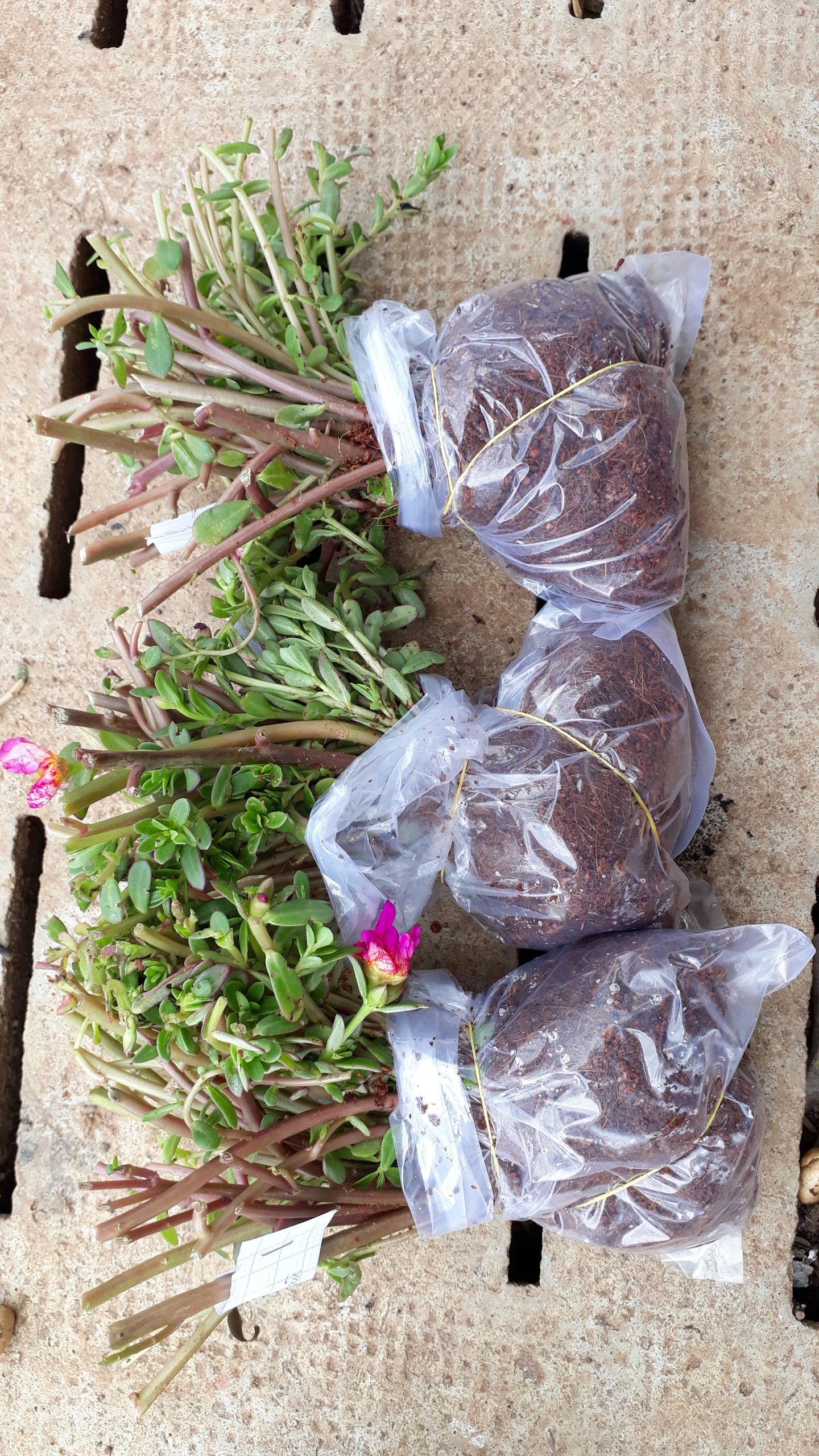 Hoa mười giờ Sam Thái. Giá rẽ #24.9k. 1 bó 40 cây. Có 6 màu riêng để chọn: 1.Đỏ, 2.Vàng, 3.Trắng, 4.Tím, 5.Cúc Tím-vàng, 6.Nghệ-Sọc