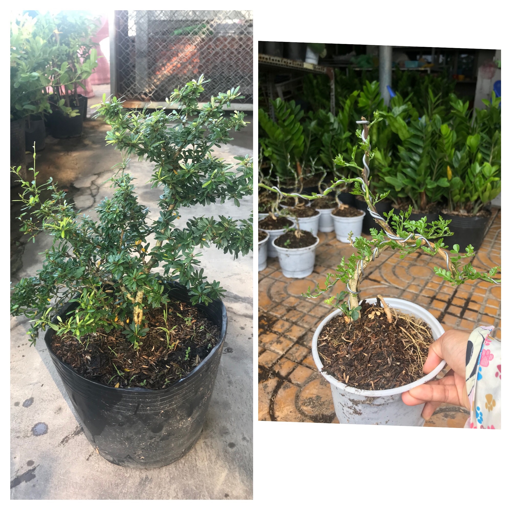 Combo linh sam cần thăng + tặng phân bón ( 2 bịch) Combo 2 cây bonsai Mini tiết kiệm đem lại thịnh vượng