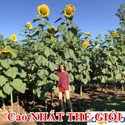 10h Hạt Giống Hướng Dương Bông Khổng Lồ Cao Nhất Thế Giới (C2.304| -KD: B3*V35*M210)