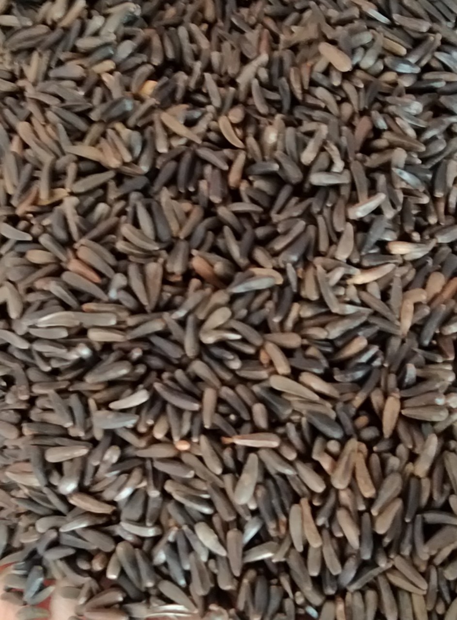 [HCM]200g HẠT NIGER (KÍ.CH THÍ.CH SI.NH SẢ.N KÍC.H C.Ồ) CHO CHIM VẸT