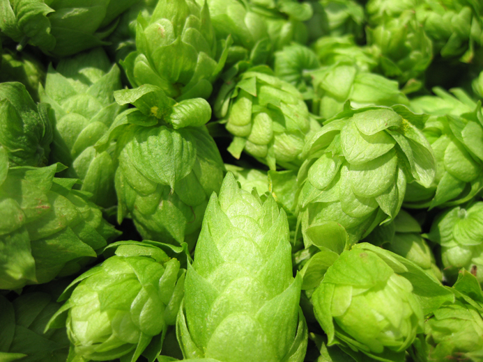 Gói 5 hạt giống hoa bia Hops