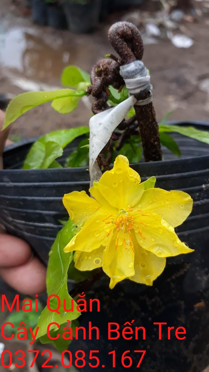 Mai Quắn Giảo tự xoắn