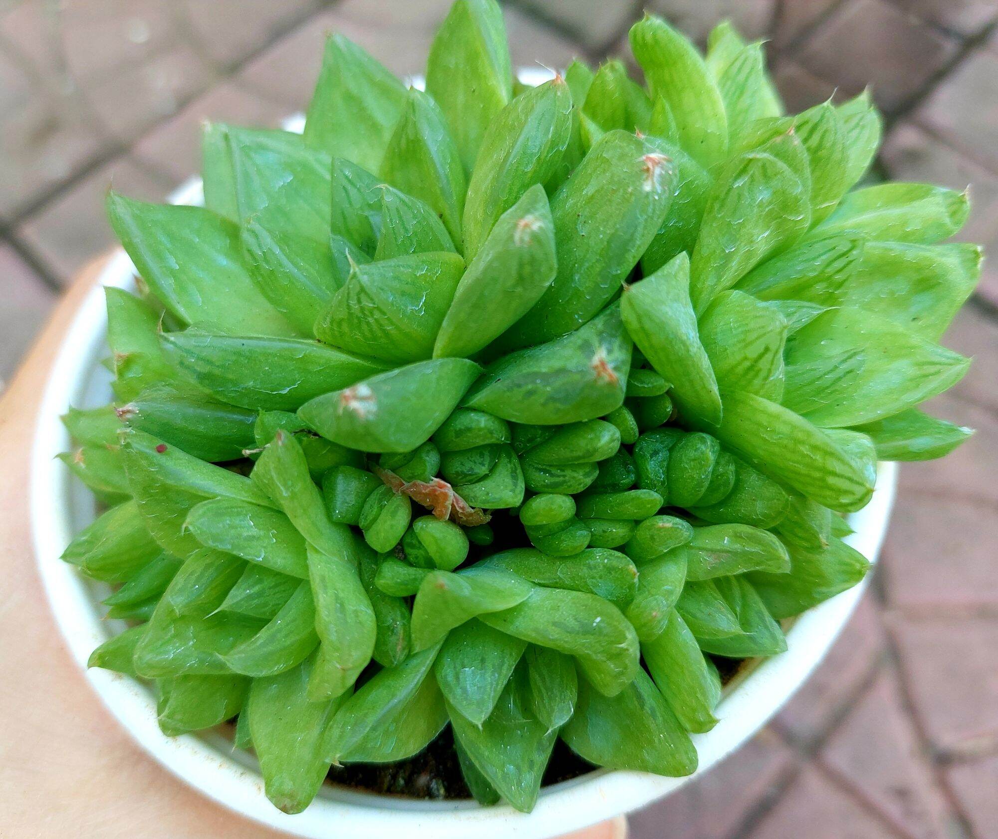 Sen đá ngọc bụi size trung