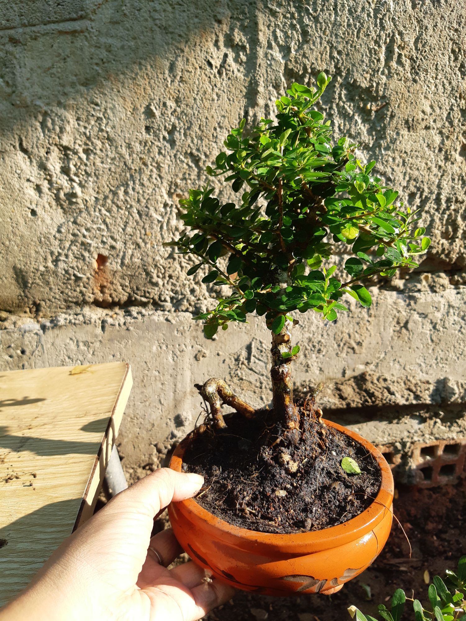 cây sam trái mini TẶNG CHẬU