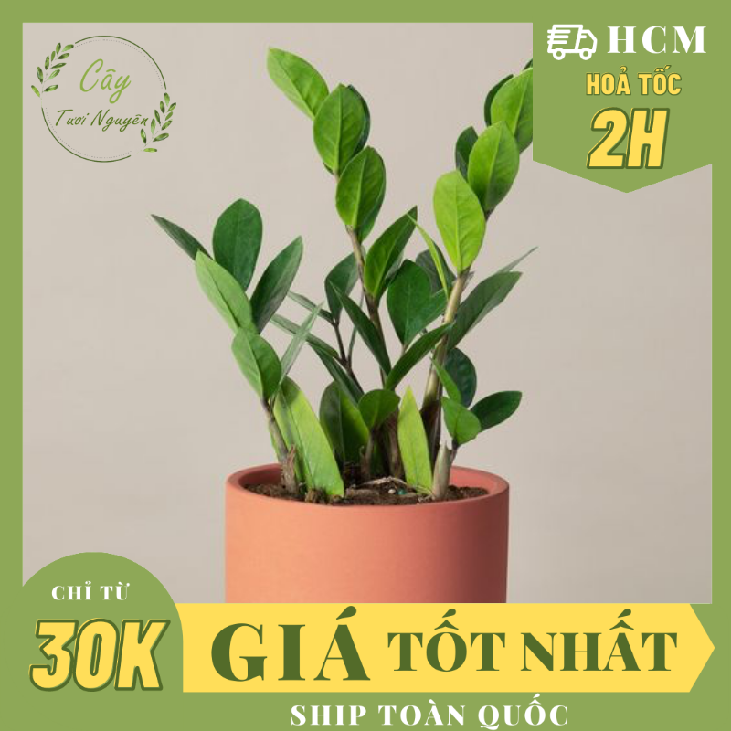 Cây kim tiền size nhỏ để bàn ,, cây cảnh trong nhà, kiểng lá mini để bàn văn phòng đẹp, hợp phong thuỷ, giá rẻ, lọc không khí, cây tươi nguyên ctn1280