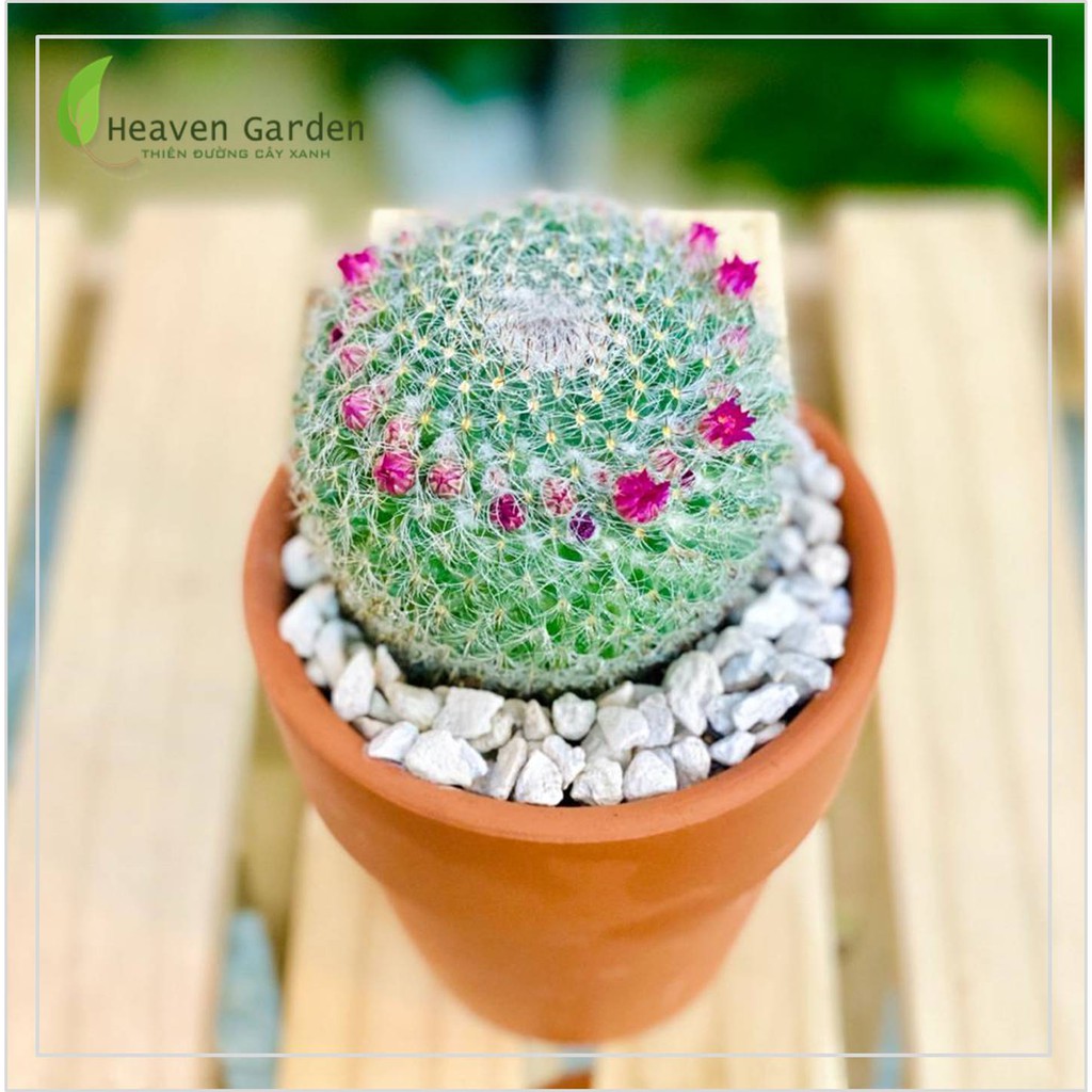 Xương rồng bánh sinh nhật size trung ( hoa đẹp, siêng hoa, ra hoa theo mùa) Cây Cảnh Để Bàn - Cây Phong Thủy - Cây Văn Phòng  Cây To Khỏe Đẹp Mộc Miên Garden