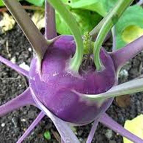 Hạt Giống Su Hào Tím Hàn Quốc. Túi 30 Hạt Giá Khuyến Mại