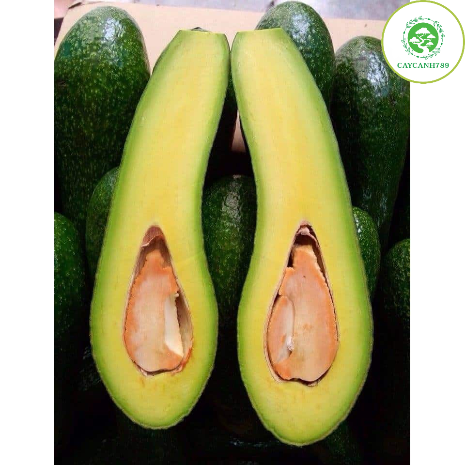 Cây bơ sáp 034 siêu quả