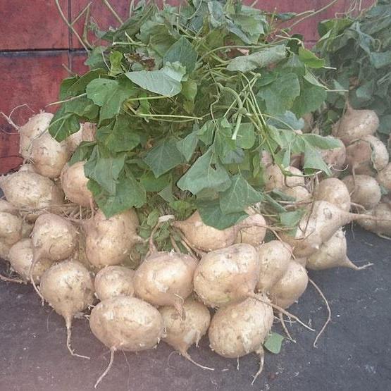 Gói 20g Hạt giống Củ Đậu Củ Sắn (tặng gói kích nẩy mầm và hướng dẫn)