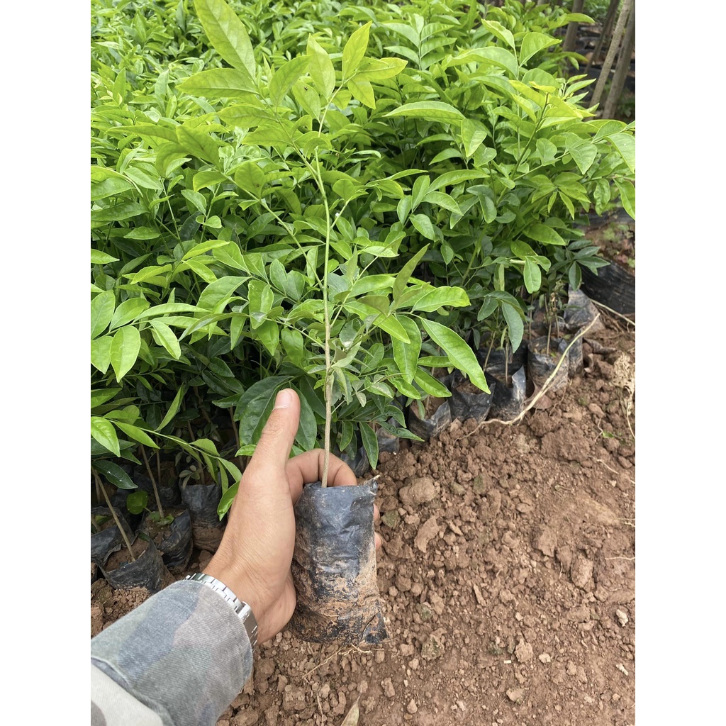 Cây mắc mật giống