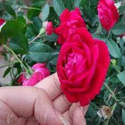 1 bầu hoa hồng Quế Son bầu cây giống được tách từ thân mẹ