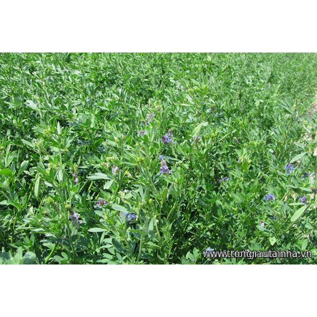Hạt cỏ chăn nuôi alfalfa linh lăng - cỏ họ đậu