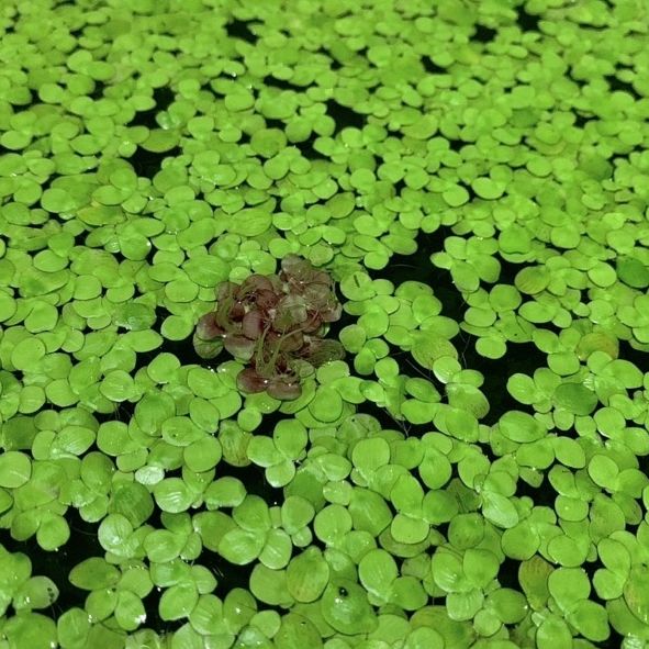 Bèo cám Siêu lọc nước