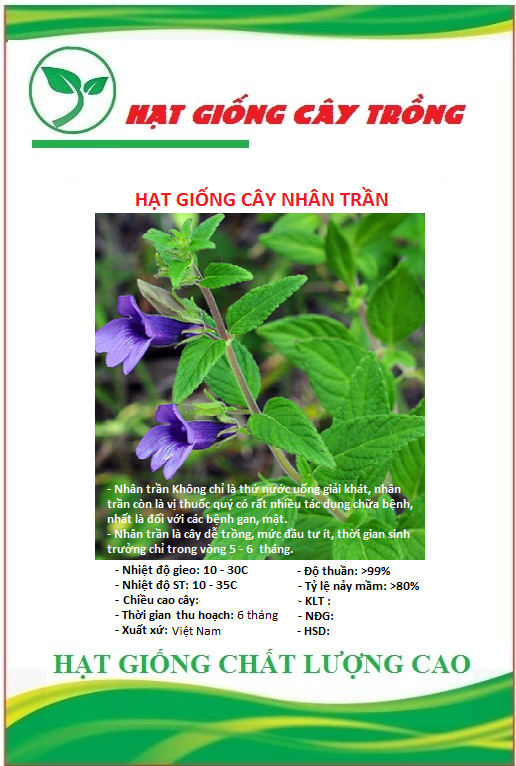 Hạt giống cây nhân trần - gói 1gram