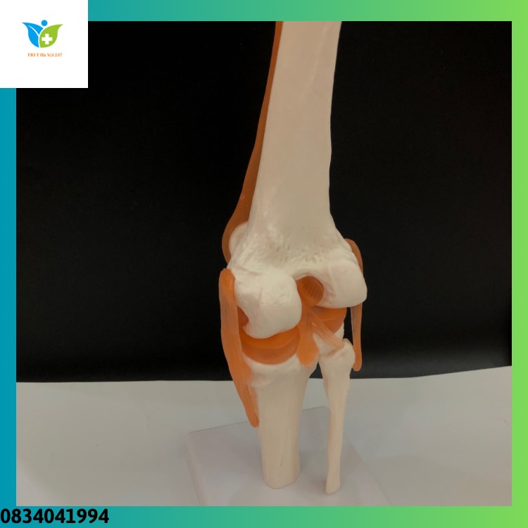 Mô hình khớp gối và dây chằng, chất liệu nhựa PVC