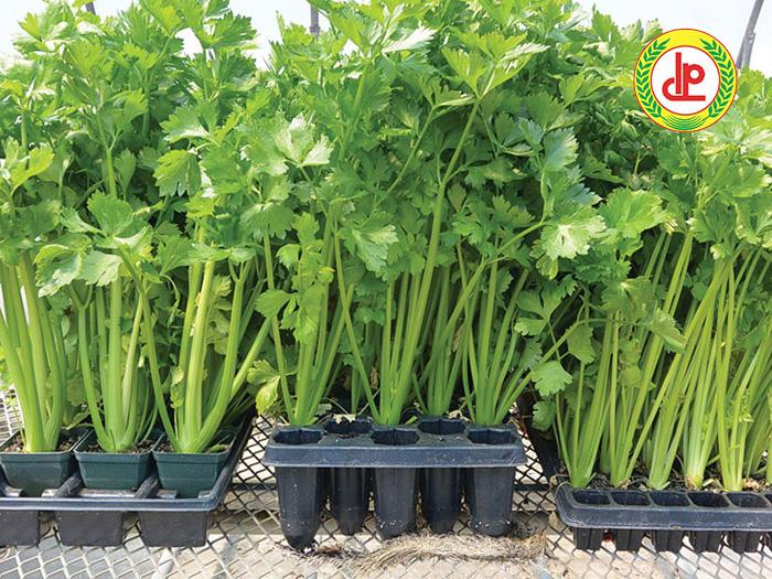 [Mới] - Hạt giống rau mùi tây