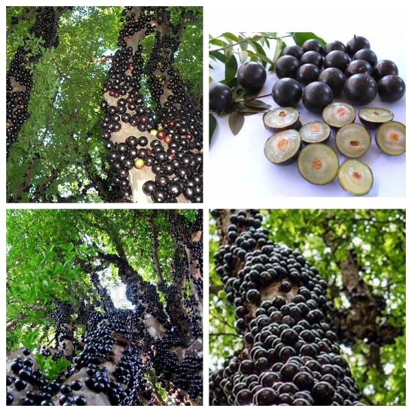 Hạt giống Nho thân gỗ gói 5 hạt  (Tặng kèm 3 viên nén kích thích nảy mầm)