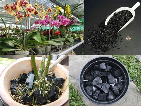 Than củi trồng lan đã xử lý 1kg