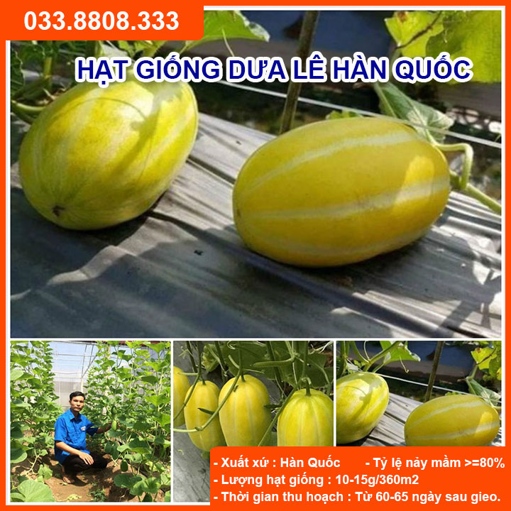 Hạt giống dưa lê hàn quốc giống chuẩn chất lượng