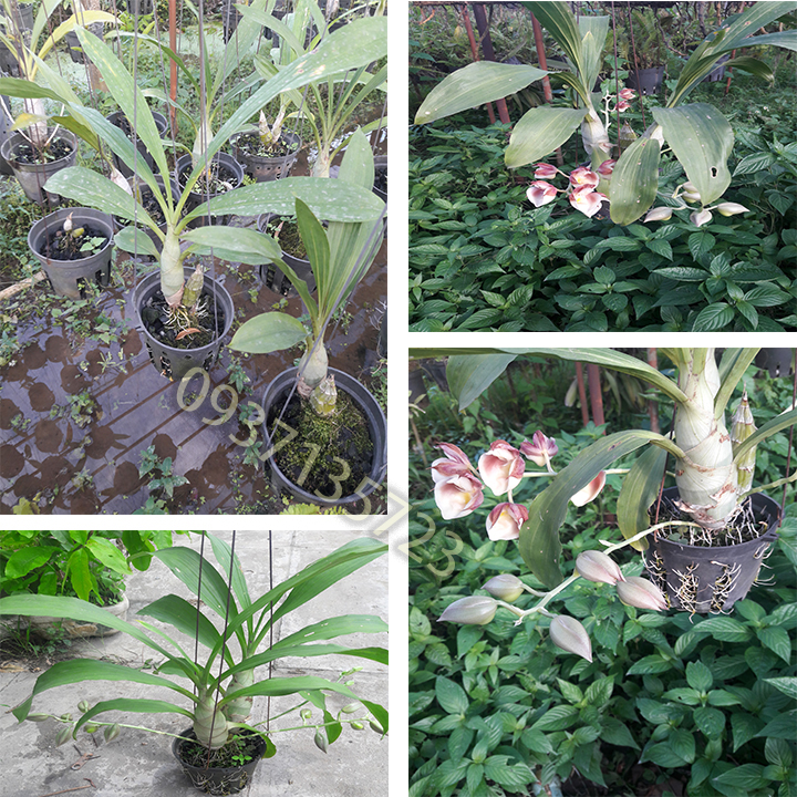 [HCM]CÂY LAN THIÊN NGA