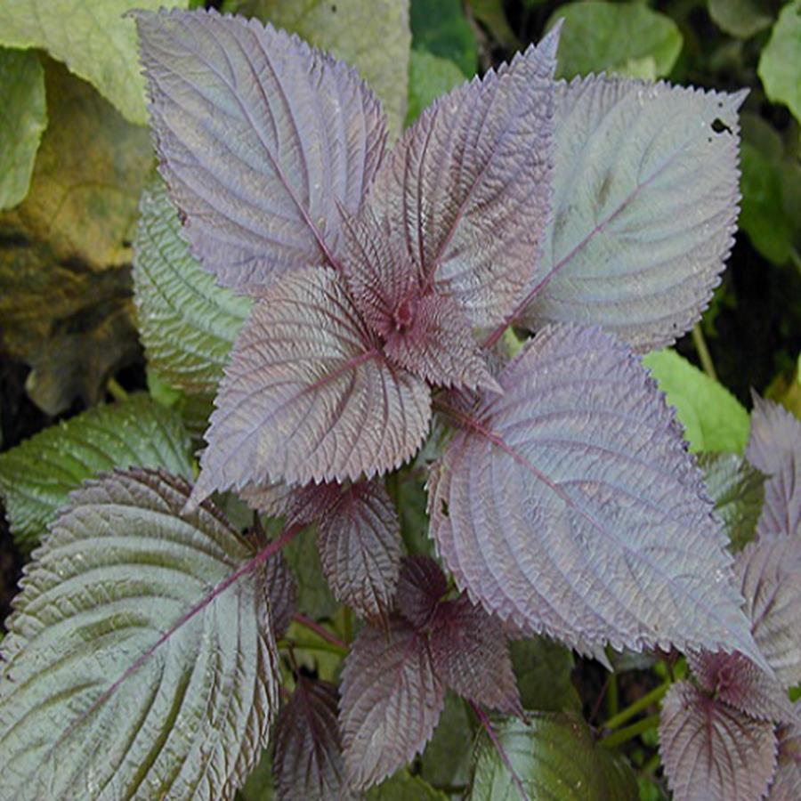 Hạt giống rau Tía Tô