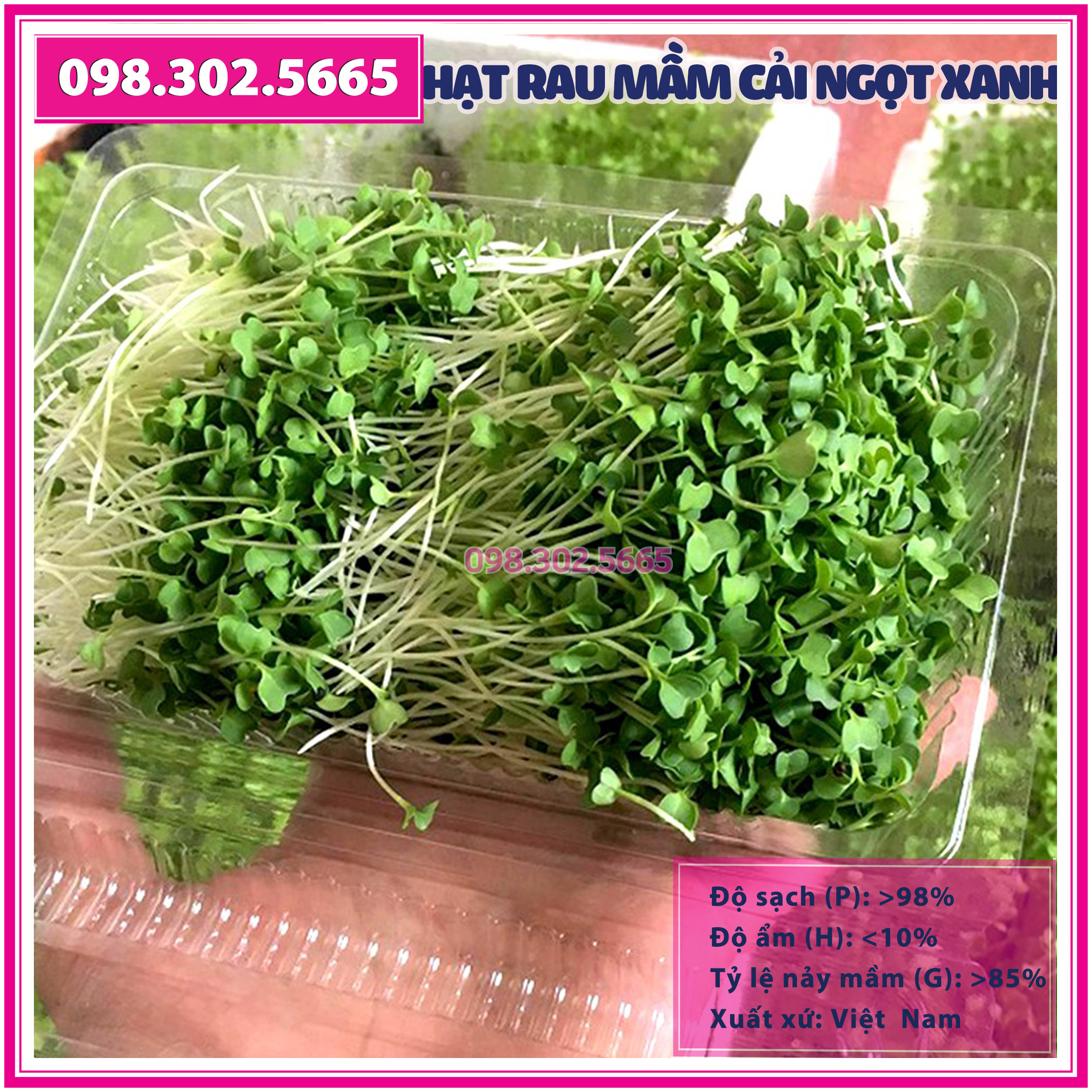 Set 3 gói Hạt rau mầm rau cải ngọt Xanh - gói 50g - hạt chất lượng tốt, nảy mầm đồng đều