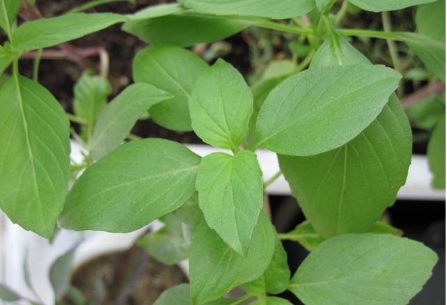 Cây Lá É - Chậu Rau