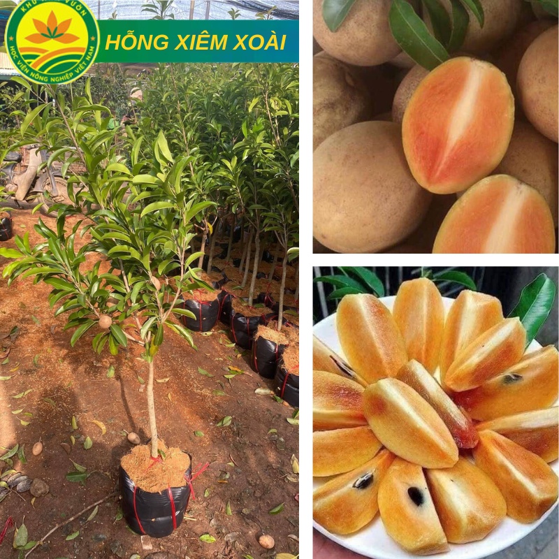 Cây Hồng Xiêm Xoài Choai cao 1m-1,2m quả ngọt mát giống ghép chuẩn F1 siêu ngon