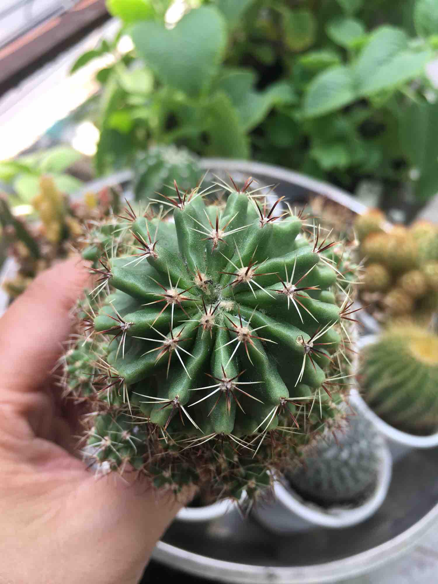 [HCM]Xương rồng móc câu đổi màu