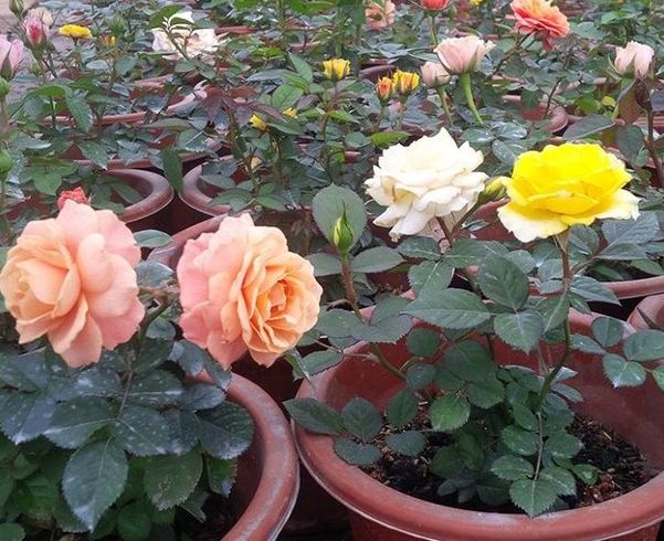 Hạt Giống Hoa Hồng Bụi nhiều màu  -  ( gói 20 hạt )