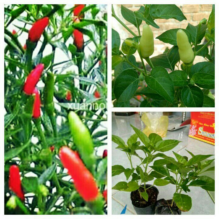 50 hạt ớt xiêm