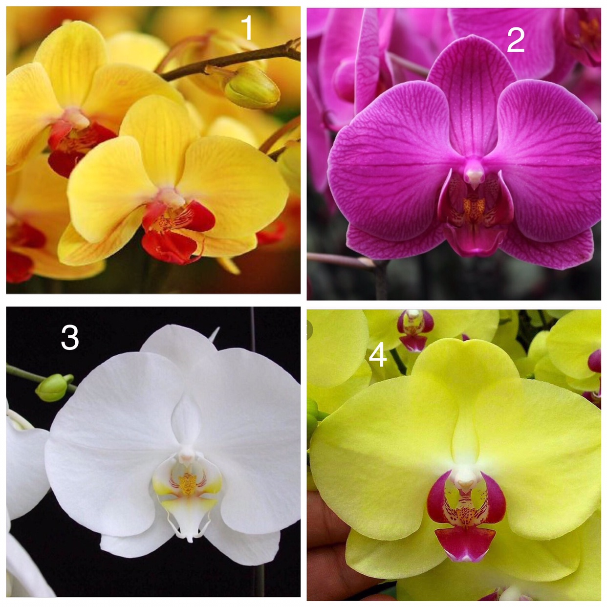 Hoa Lan Hồ Điệp Cây Giống