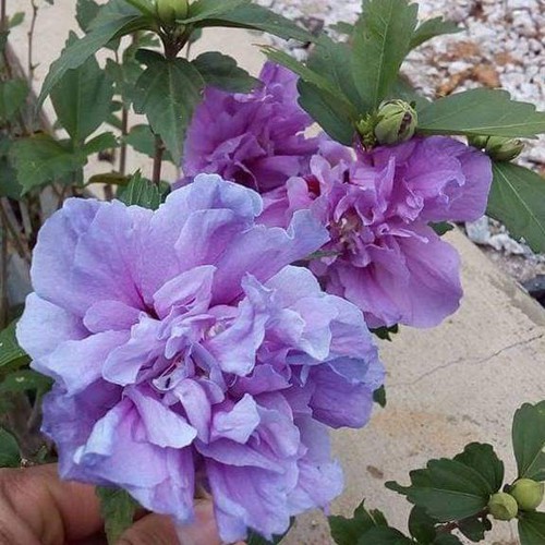Cây giống hoa dâm bụt tím kép siêu đẹp siêu hiếm- cây giống nhỏ, bảo hành mặt hoa theo yêu cầu