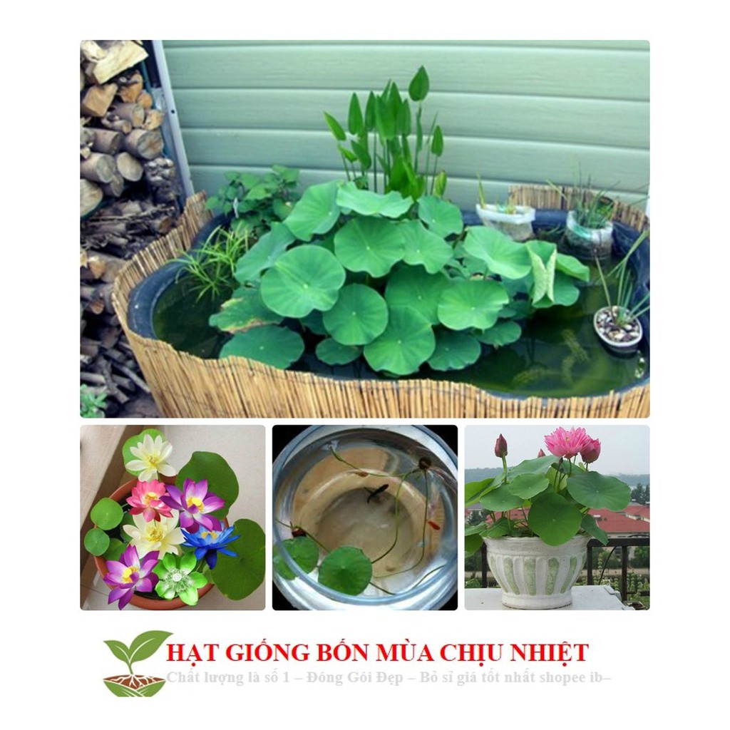 Sen Mini Nhật Bản 1.9K/Hạt - Nhiều Màu Siêu Dễ Trồng Đảm Bảo Nảy Mầm 99% Không Có Hạt Nổi Đến Mùa Trồng Tết