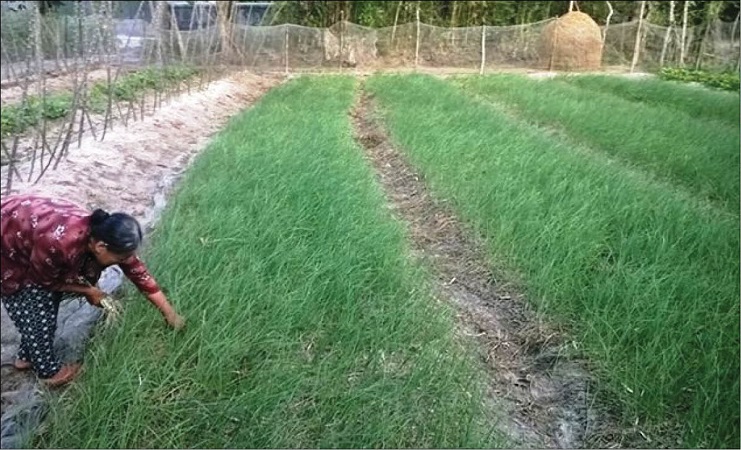 1kg HÀNH TĂM ( CỦ NÉN ) ĐÀ NẴNG ĐẢM BẢO CHẤT LƯỢNG CỦ TO Y HÌNH SHOP CHỤP