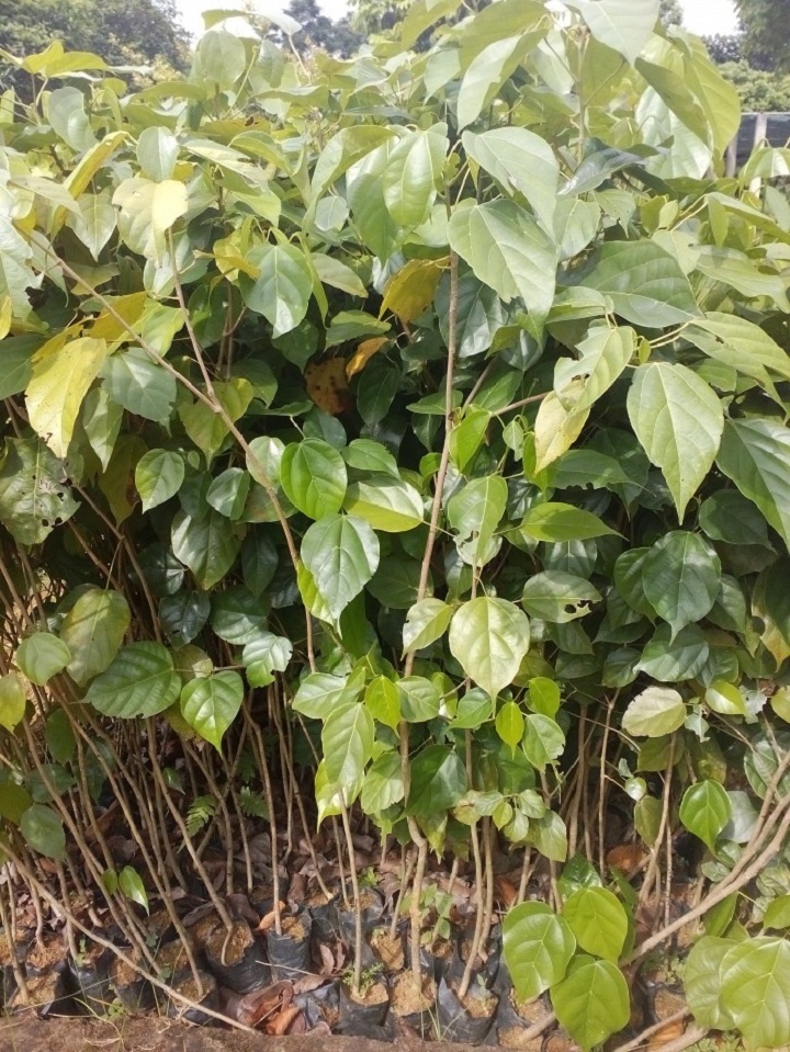 Cây giống gỗ nghiến giống chuẩn * Cây Trồng Việt ^^