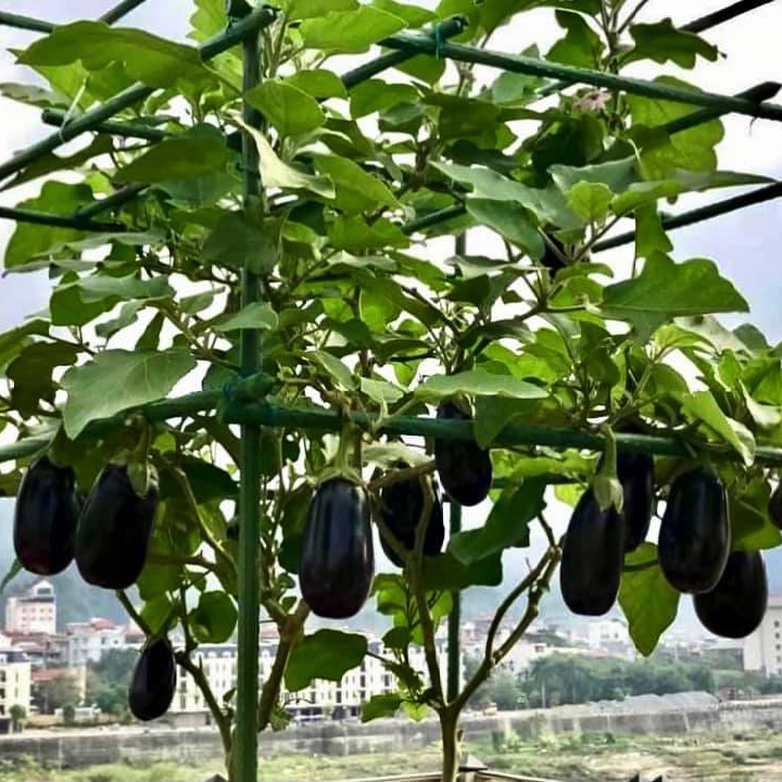 Hạt giống cà tím Nhật Bản Kuro